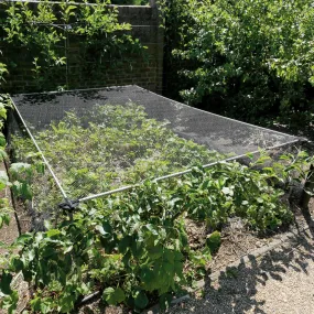 Strawberry & Vegetable Cage